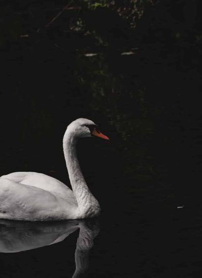 Morans Swan on the Weir